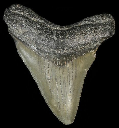 Juvenile Megalodon Tooth #69315